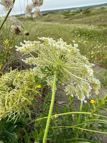 Daucus carota, photograph 6