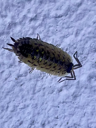 Brickwork Woodlouse