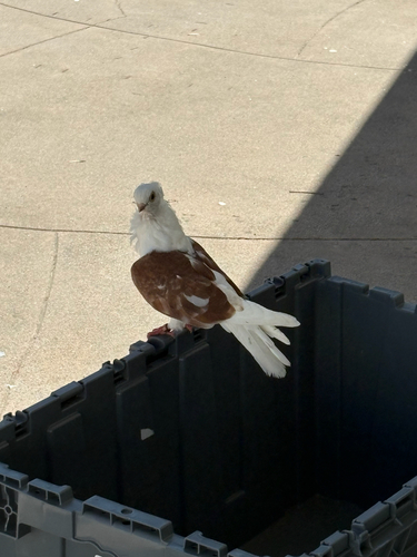 Rock Pigeon