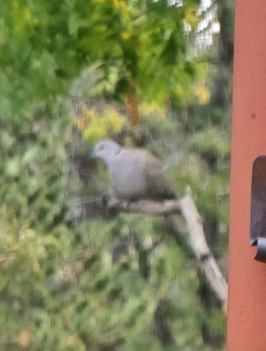 Eurasian Collared-Dove
