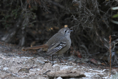 Drymodes brunneopygia