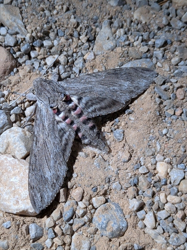 Convolvulus Hawkmoth