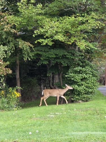 White-tailed Deer