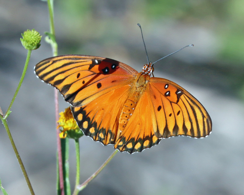 Gulf Fritillary