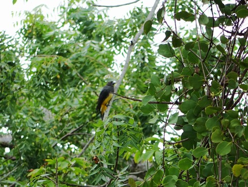 Citreoline Trogon (Trogon citreolus)