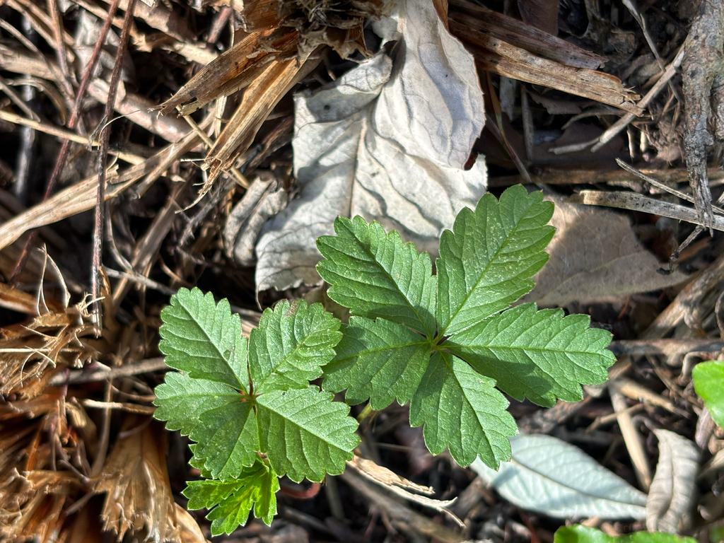 Potentilla reptans; photograph (c) Jose Gutierrez Higa, some rights reserved (CC BY)