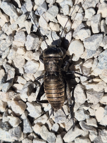 European Field Cricket