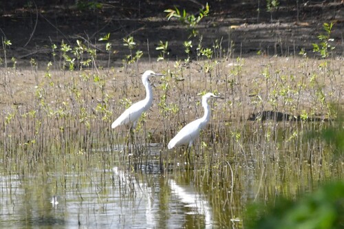 Snowy Egret