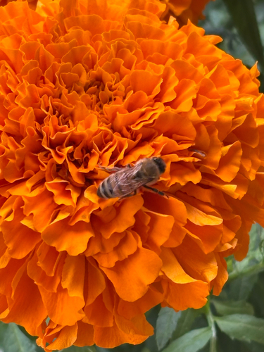 Western Honey Bee