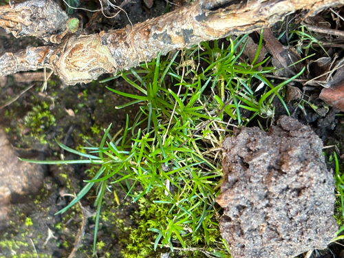 Sagina procumbens