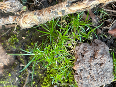 Sagina procumbens