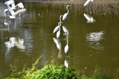 Great Egret