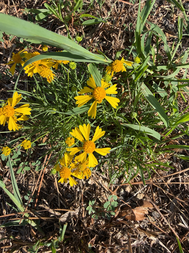 Helenium amarum, photograph 3