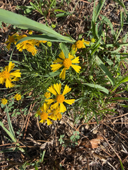 Helenium amarum, photograph author not stated, no rights reserved