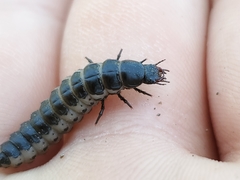 Carabina