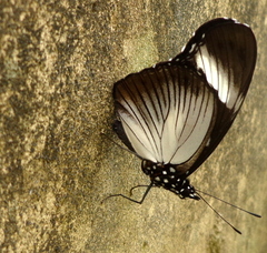 Hypolimnas anthedon anthedon