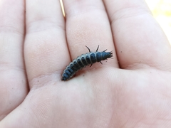 Carabina
