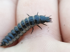 Carabina