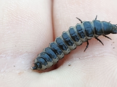 Carabina