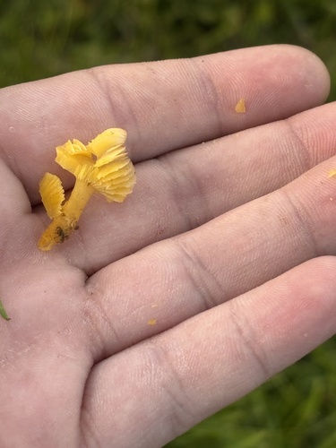 Butter Waxcap
