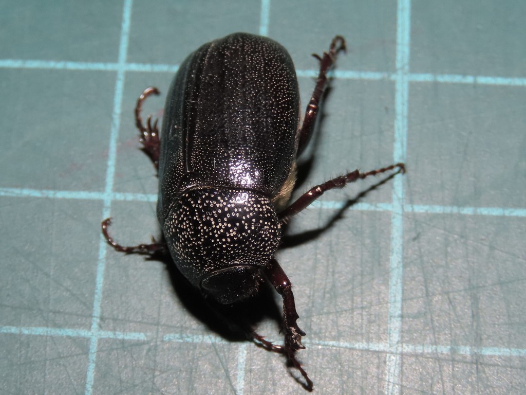 Holotrichia sauteri