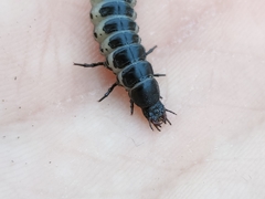 Carabina