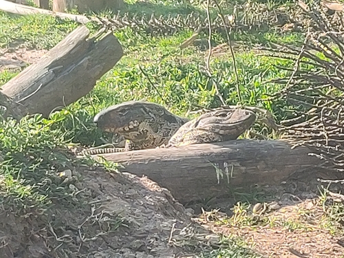 Argentine Black-and-white Tegu
