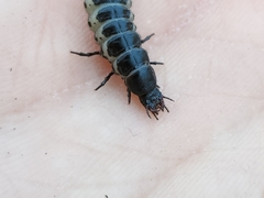 Carabina