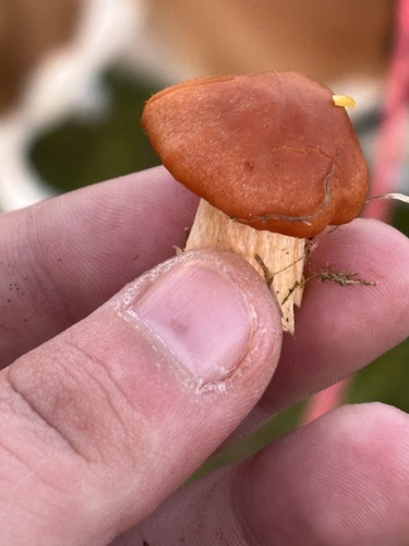 Meadow Waxcap