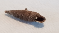 Laciniaria plicata