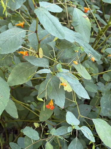 common jewelweed