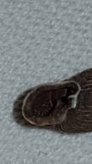 Laciniaria plicata