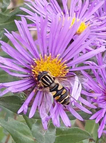 Narrow-headed Marsh Fly