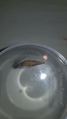 Laciniaria plicata