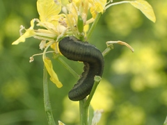 Athalia rosae