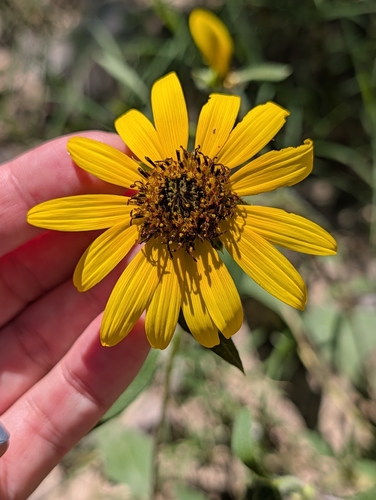 Common Sunflower