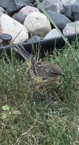 Yellow-rumped Warbler