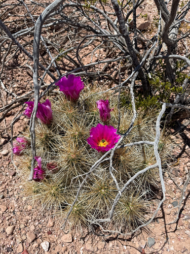 strawberry hedgehog cactus