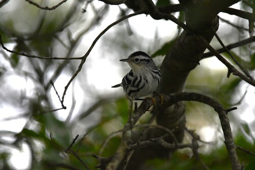 Black-and-white Warbler
