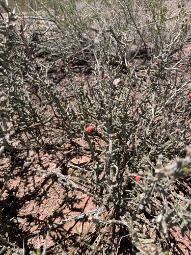 Christmas cholla