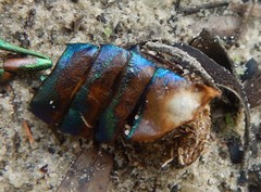 Julodimorpha bakewelli