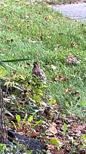 Northern Bobwhite