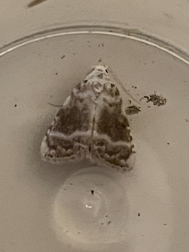 Kent Black Arches