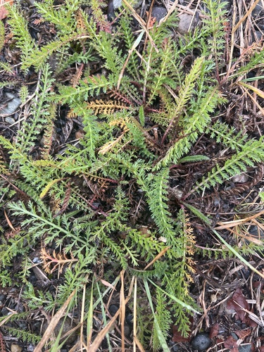 common yarrow