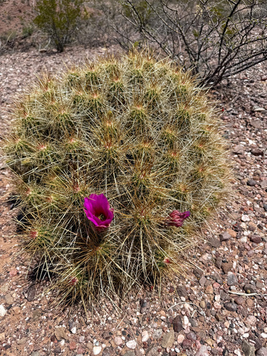 strawberry hedgehog cactus
