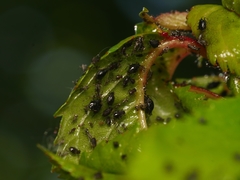 Myzus cerasi