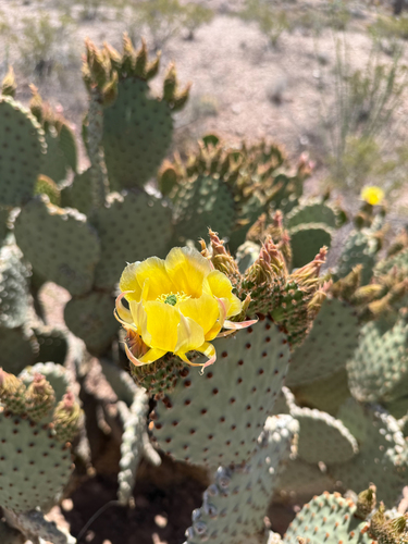 Blind Pricklypear