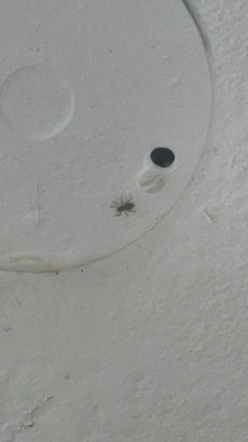 Gray Wall Jumping Spider