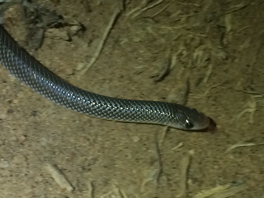 Ruspoli's Shovelsnout Snake