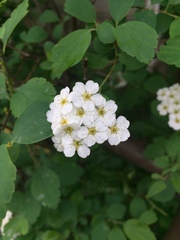 Spiraea × vanhouttei